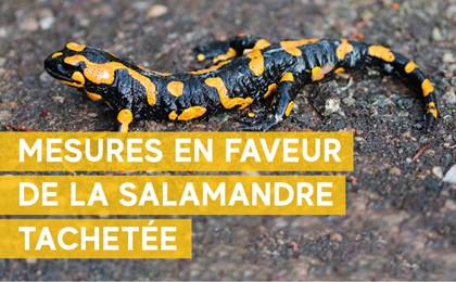Cover Salamandre