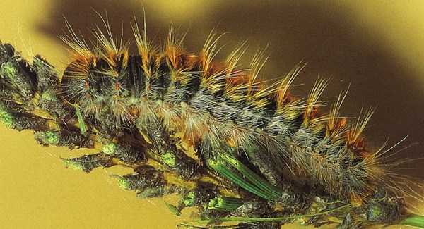 Cover Processionnaires Du Pin