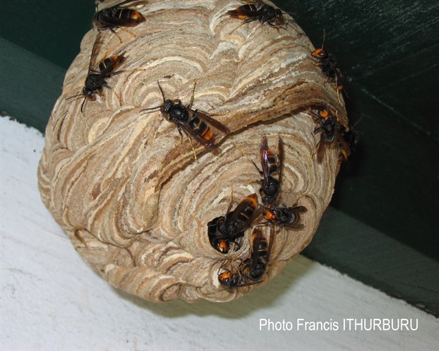 Frelon Photo Francis Ithurburu 002 Nom