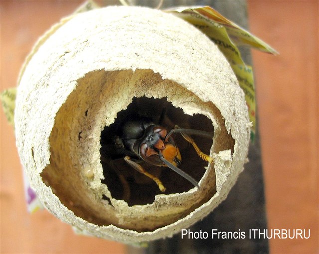 Frelon Photo Francis Ithurburu 001 Nom