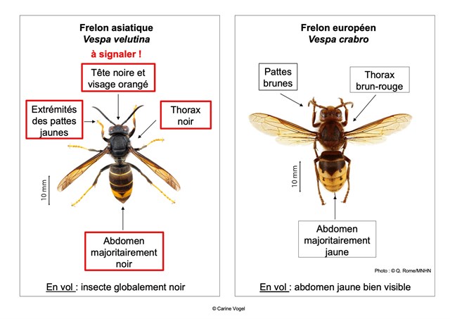 Asian Vs European Hornet Fr