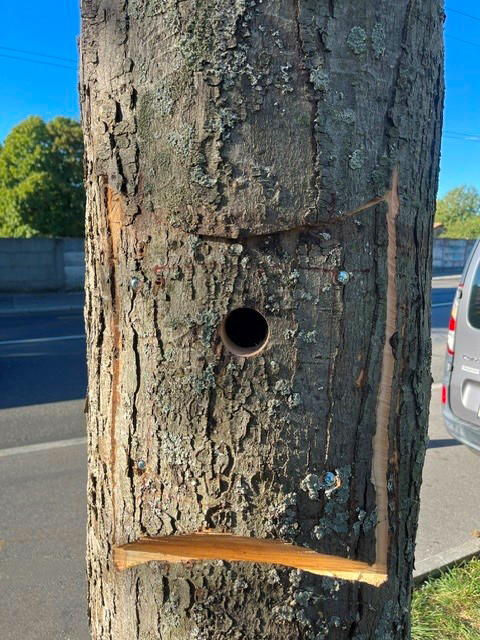Mallieu Arbre Habitat 2 Trou Oiseaux