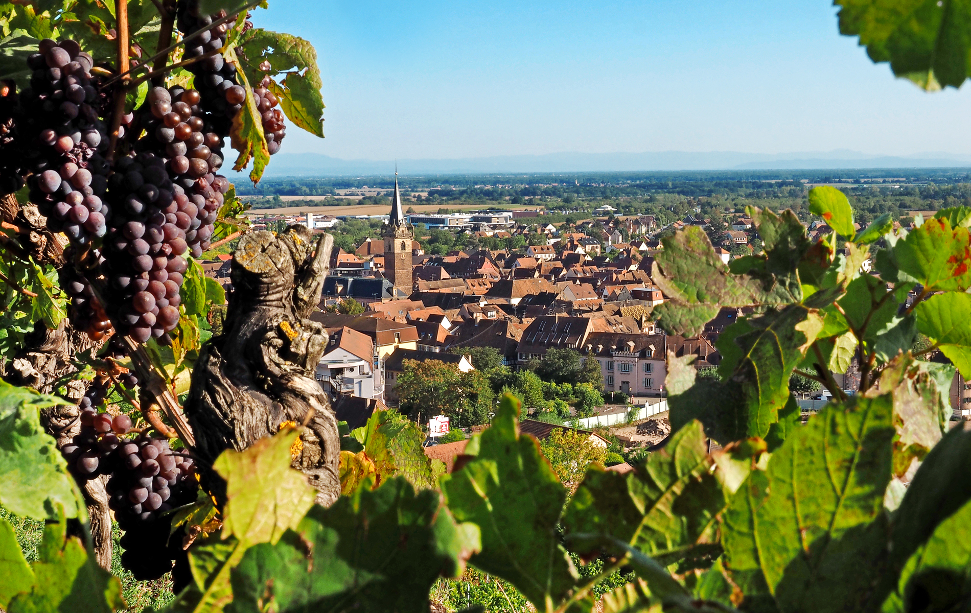 Obernai depuis les vignes