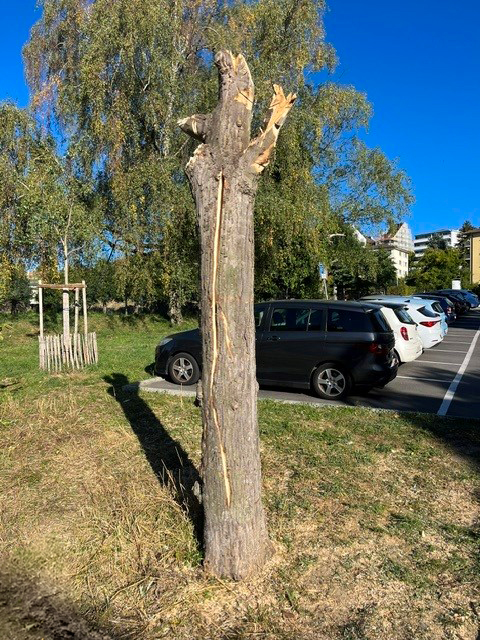 Mallieu Arbre Habitat Chauve Souris