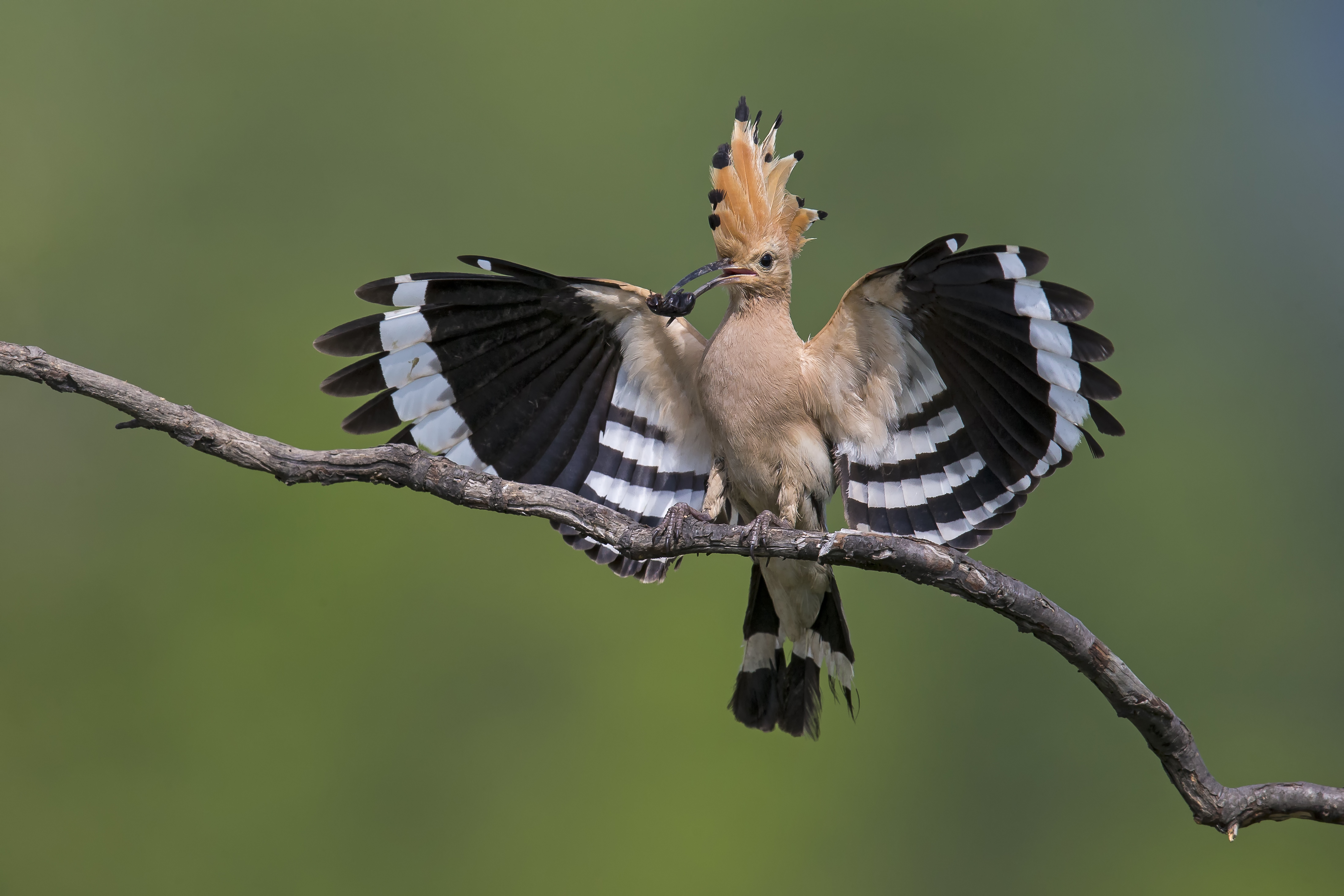 Huppe Fasciee Marcel Burkardt 023