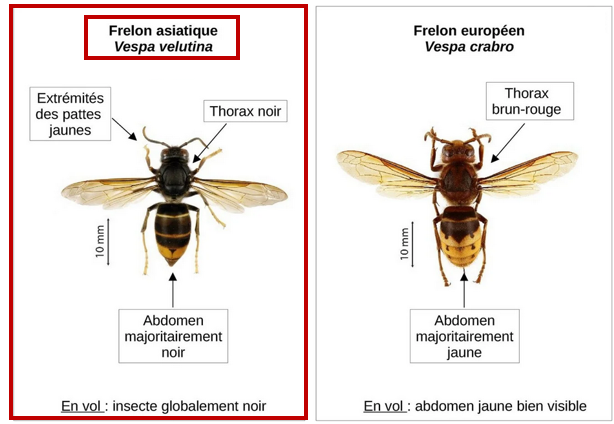 Frelon